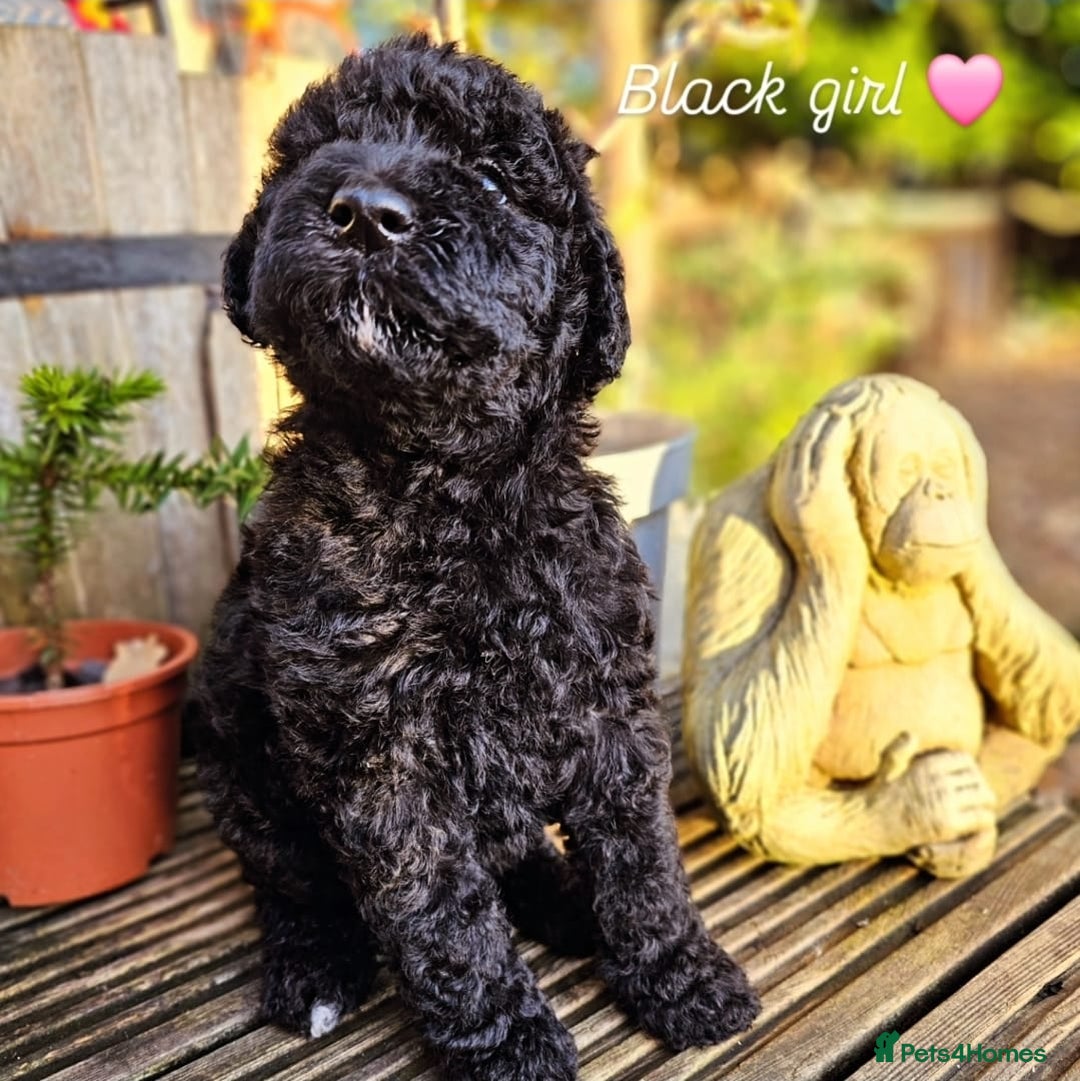 Labradoodle dogs for sale: Curly Coated Hypo-Allergenic Labradoodle Puppies   - Advert 21