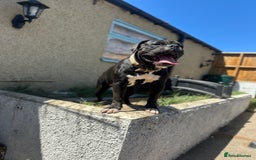 Old Tyme Bulldog dogs for sale: Male old Tyme bulldog for sale  - Image 4