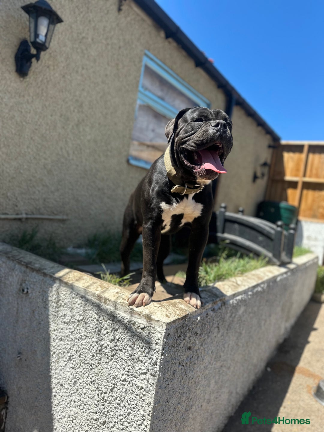 Old Tyme Bulldog dogs for sale: Male old Tyme bulldog for sale  - Image 4