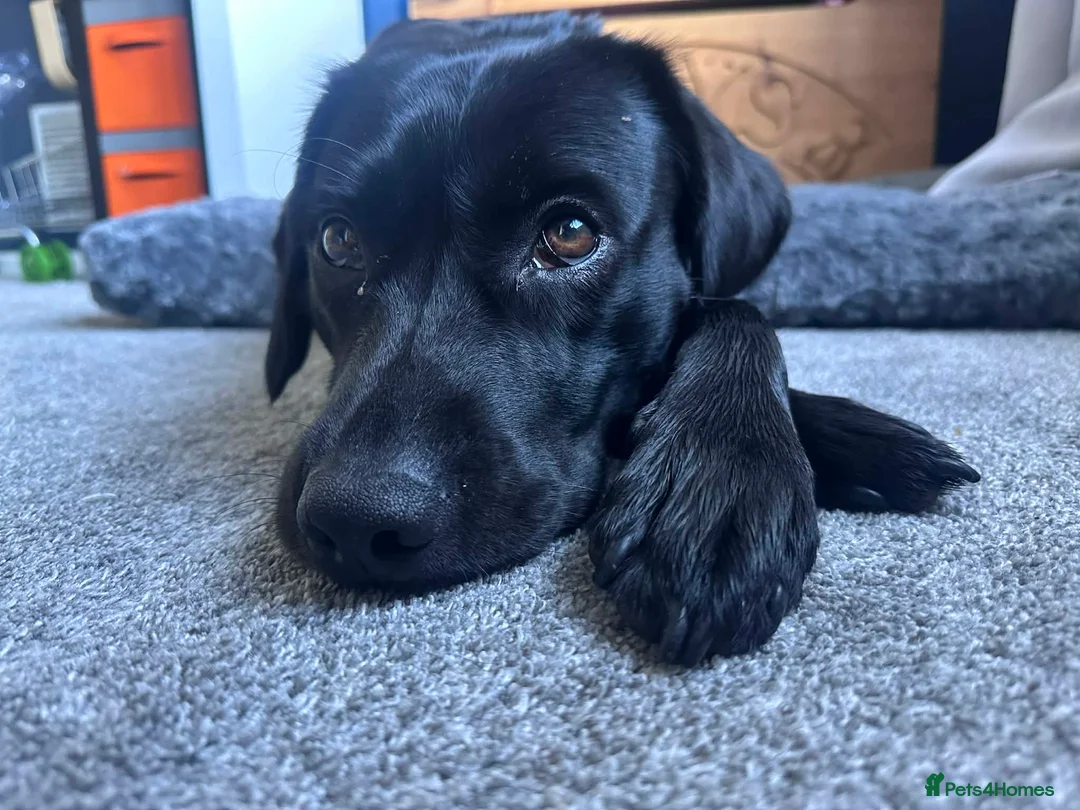 Springador dogs for sale: 3 year old Female Springador - Advert 6