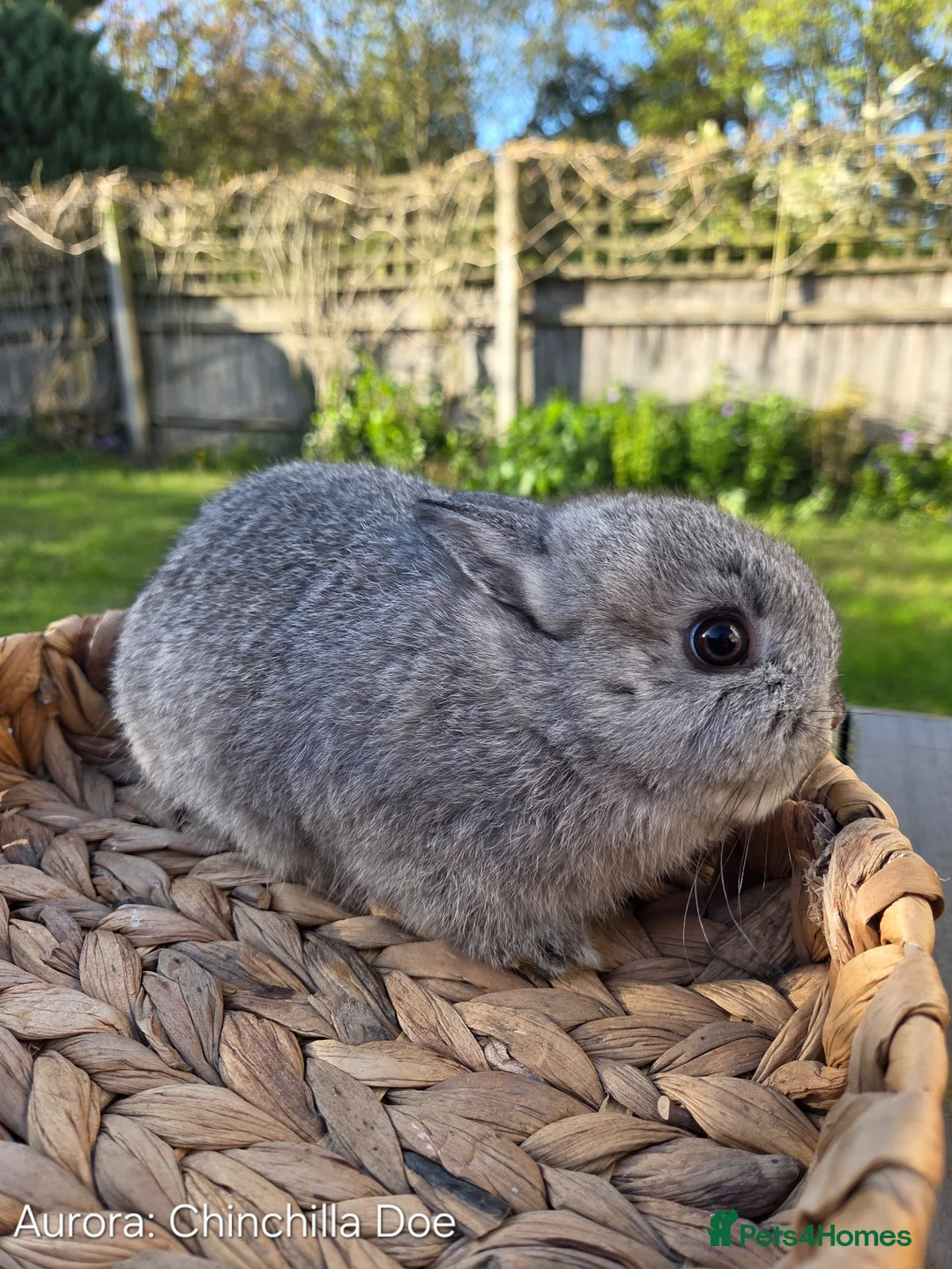 Netherland Dwarf rabbits for sale: Purebred Netherland Dwarf - Advert 3