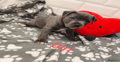 Staffordshire Bull Terrier dogs - Advert 5