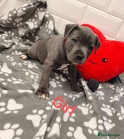 Staffordshire Bull Terrier dogs - Advert 5