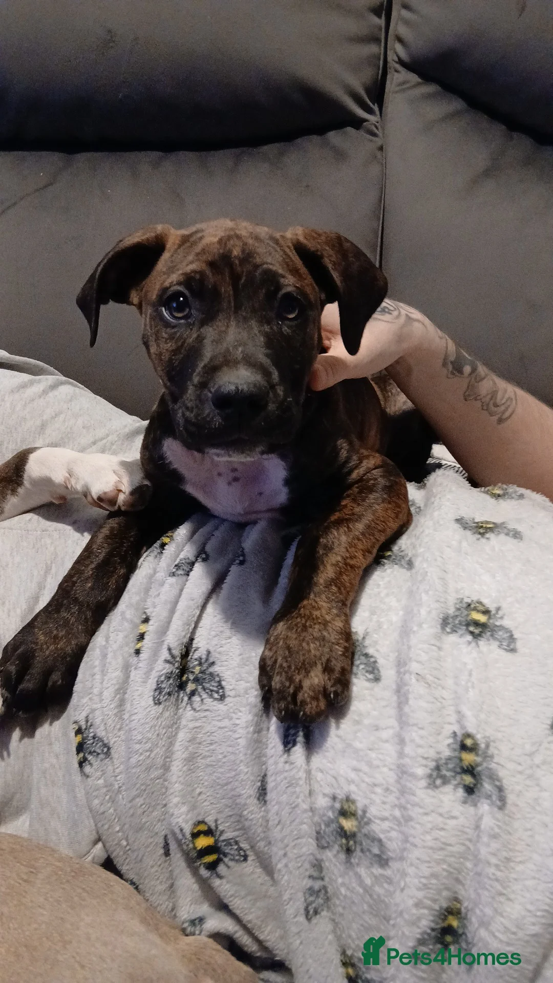 Mixed Breed dogs for sale: Presa canario x - Advert 2
