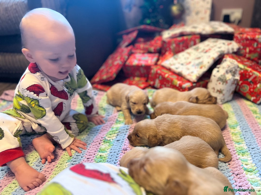 Labrador Retriever dogs for sale: Fox Red Labrador Puppies - Advert 5