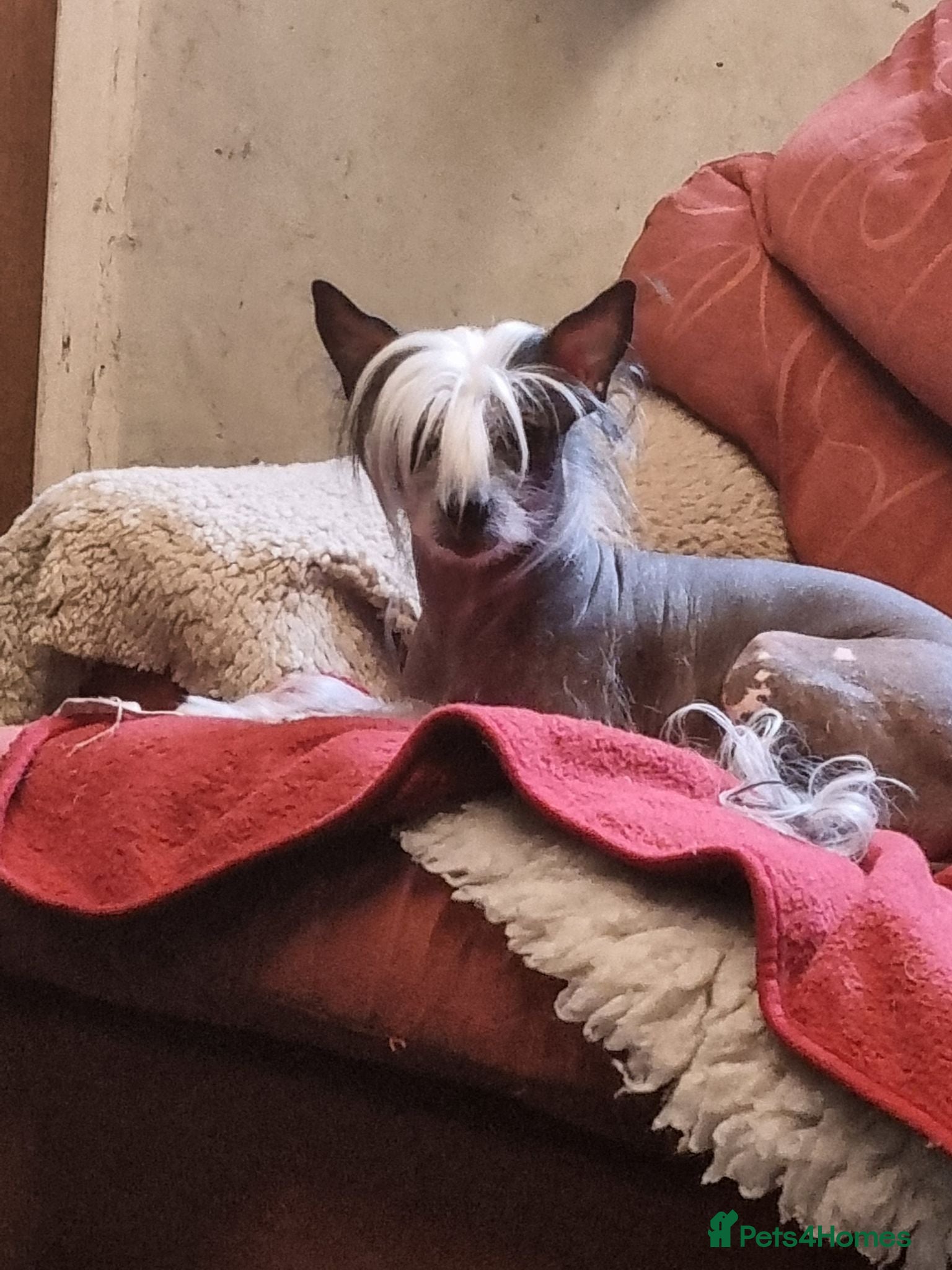 Chinese Crested dogs RKC registered Chinese crested  - Advert 1