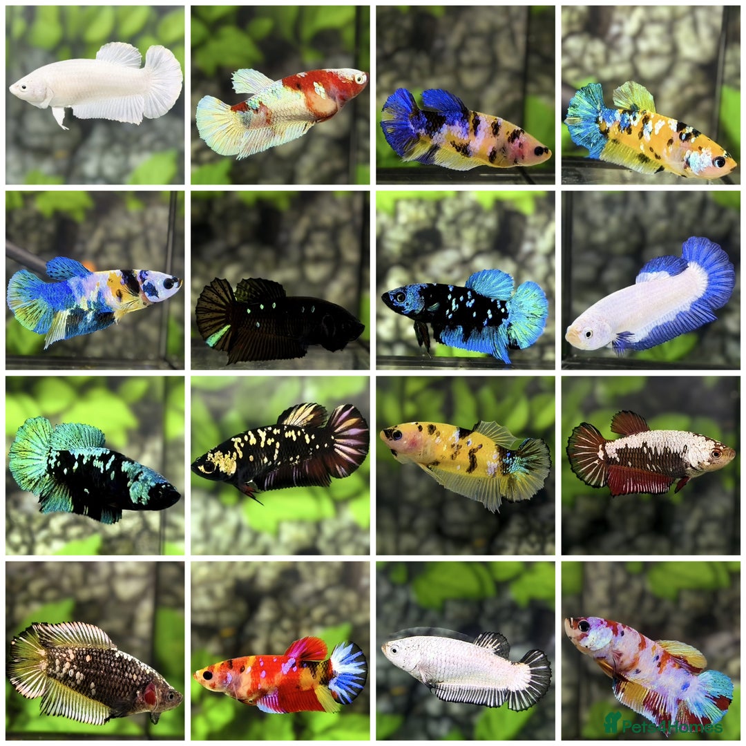 Bettas fish for sale: Imported Male and female betta fish - Advert 7