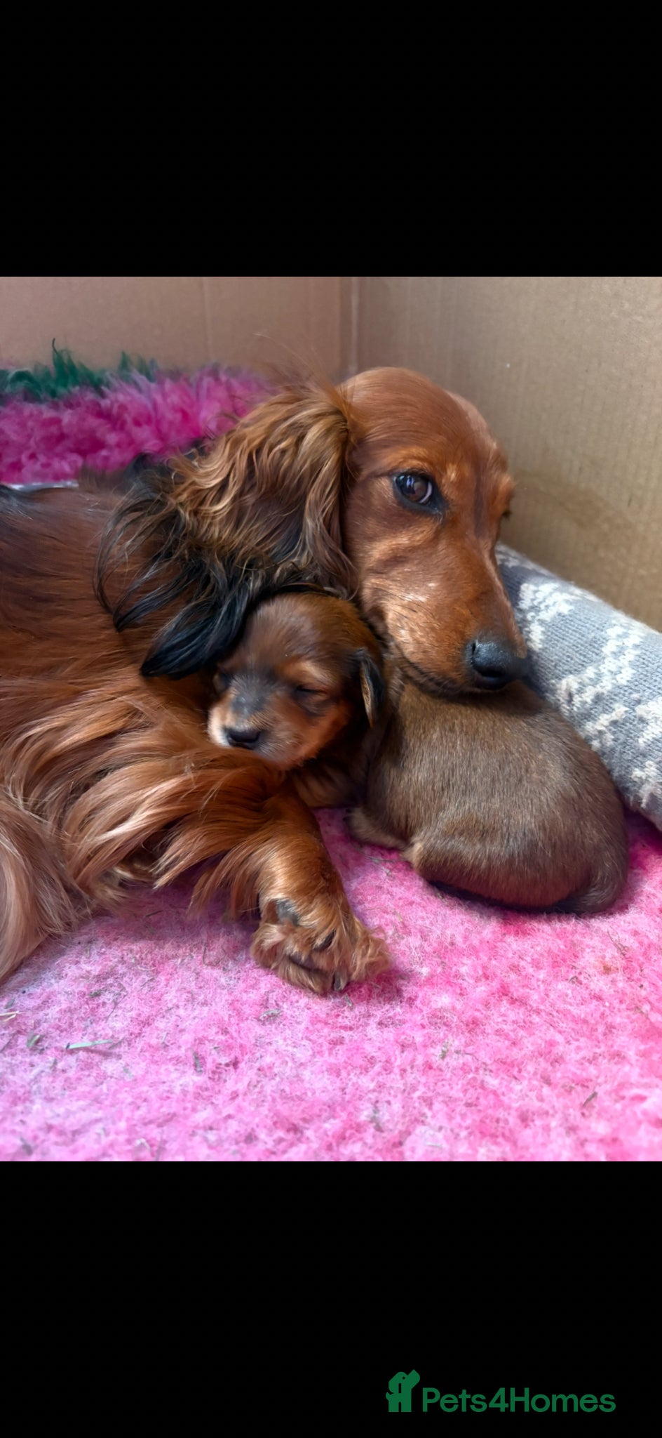 Miniature Dachshund dogs Long haired miniature dachshunds - Advert 1