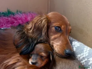 Miniature Dachshund dogs Long haired miniature dachshunds - Advert 4