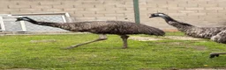 Emus poultry for sale: Emu pair  - Advert 1