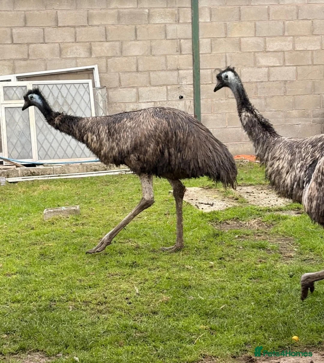 Emus poultry for sale: Emu pair  - Advert 1