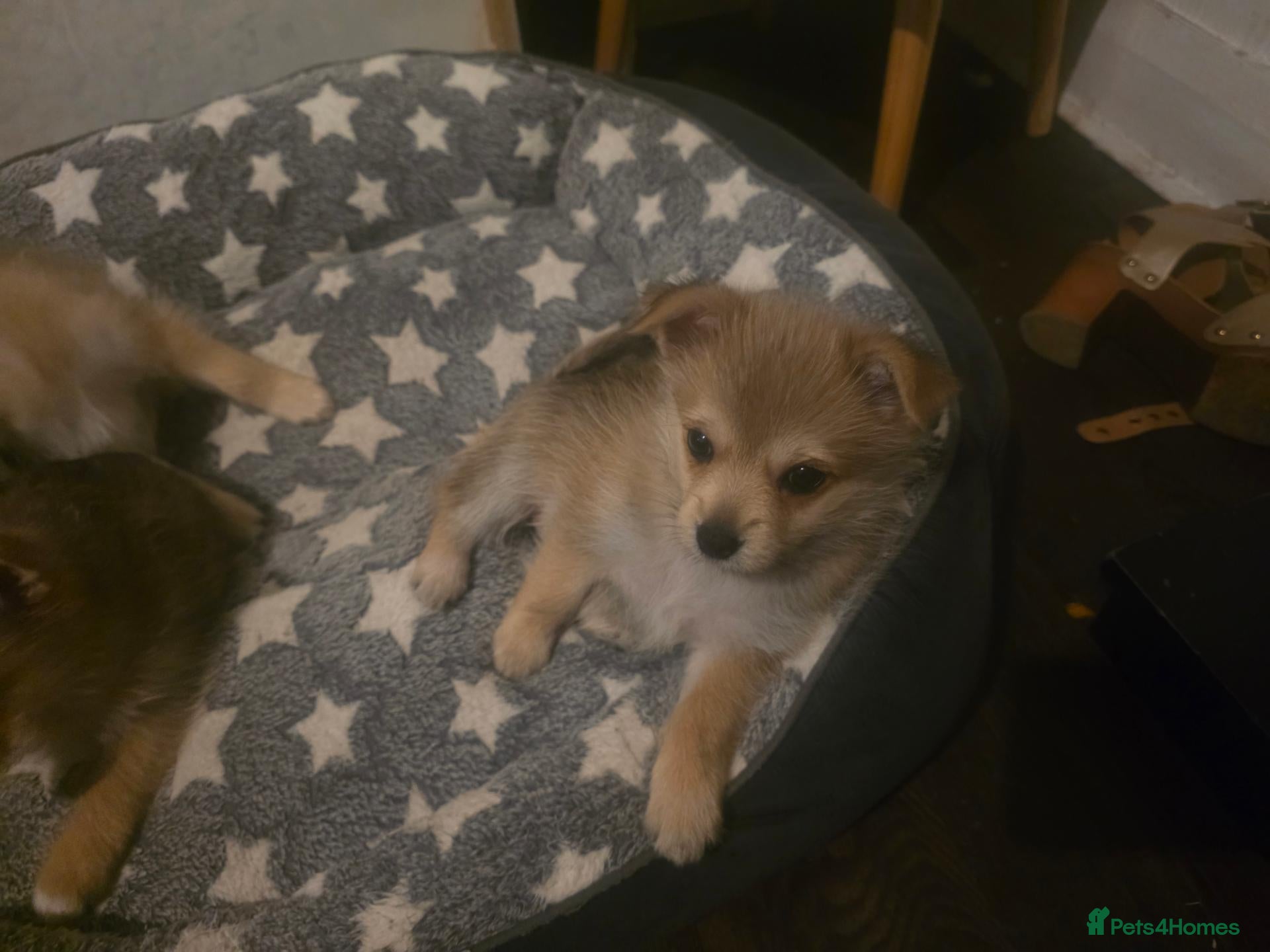Mixed Breed dogs Yorkie/pomeranian  puppies - Advert 2