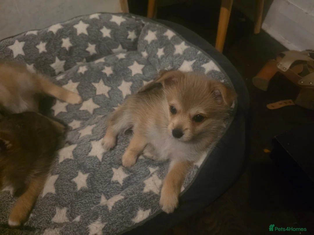Mixed Breed dogs for sale: Last girl left  she is the funniest one  - Advert 2