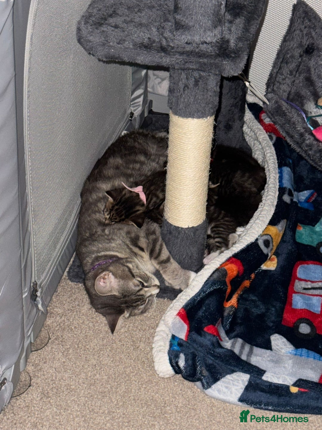 Mixed Breed cats for sale: Pretty Kittens For Sale - Advert 9