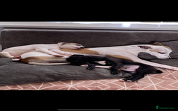 Whippet dogs for stud: PROVEN PEDIGREE WHIPPET FOR STUD in Doncaster - Image 6