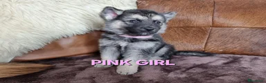 PINK COLLAR