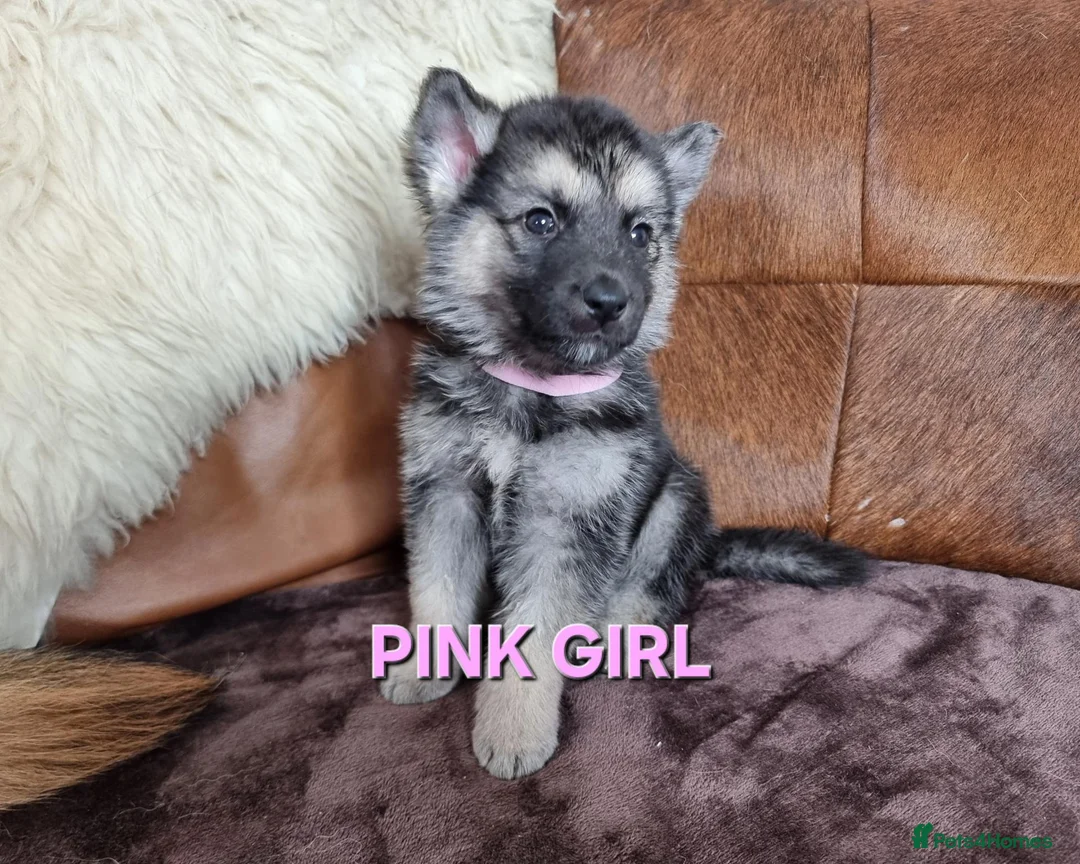 Shepsky dogs for sale: Stunning German Shepherd × Husky/Akita Puppies  in Much Wenlock - Advert 2