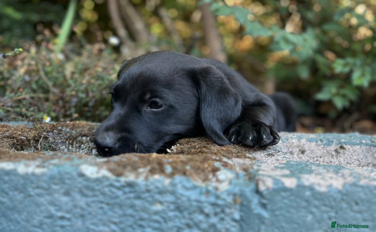 Labrador Retriever dogs - Advert 4