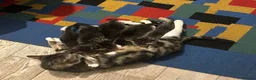 Mixed Breed cats for sale: Female kitten - Advert 3