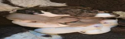 Whippet dogs for sale: KC Registered Small Whippet Puppies  - Advert 21