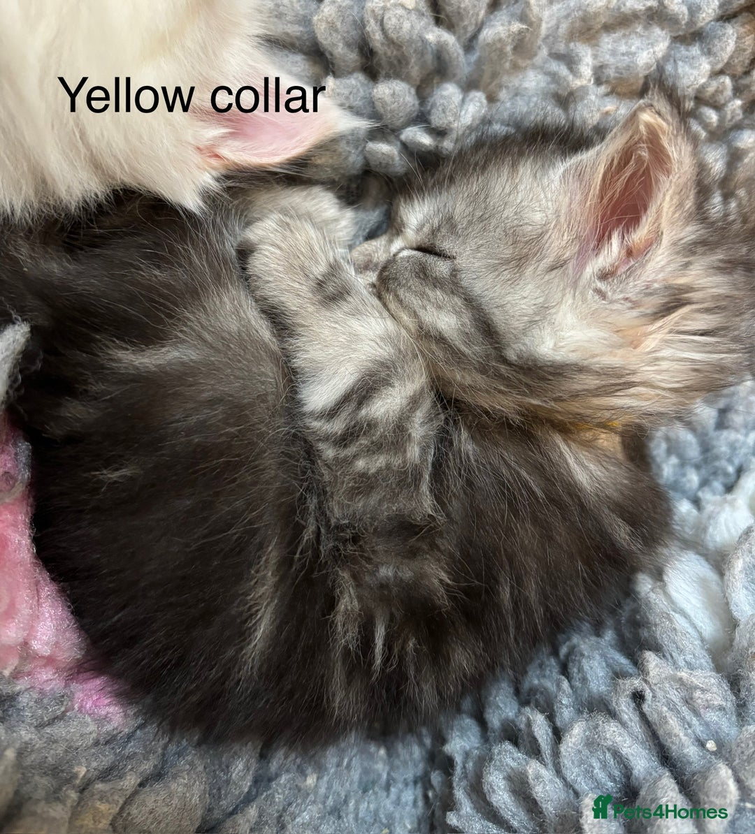 Maine Coon cats for sale: TICA & Council licensed white/black Maine Coons - Image 16