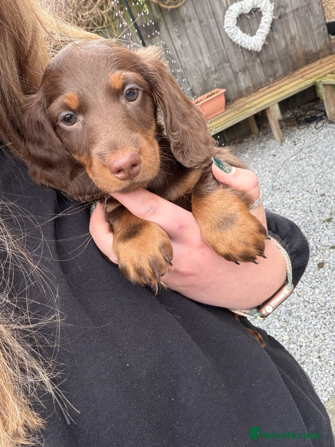 Dachshund dogs for stud: Standard Silver Dapple Long Haired Dachshund Stud in Bishop Auckland - Advert 26