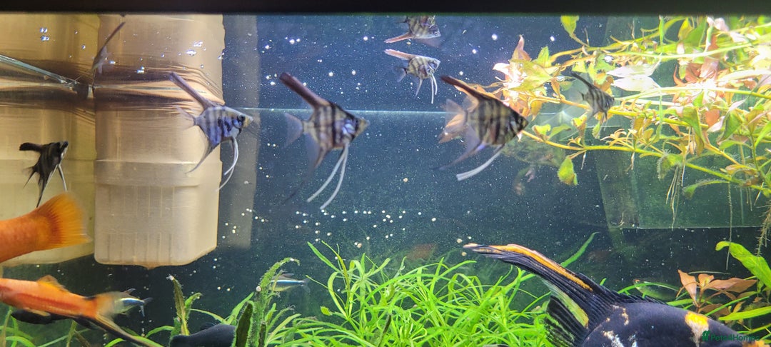 Angelfish fish for sale: Stunning stripes Angel Fish - Advert 22