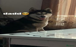 Huskita dogs for sale: akkita mix hussky - Image 1