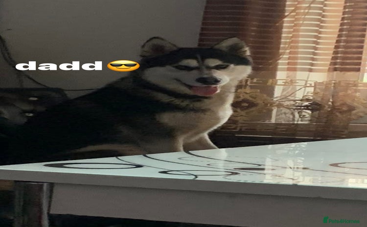 Huskita dogs - Advert 2