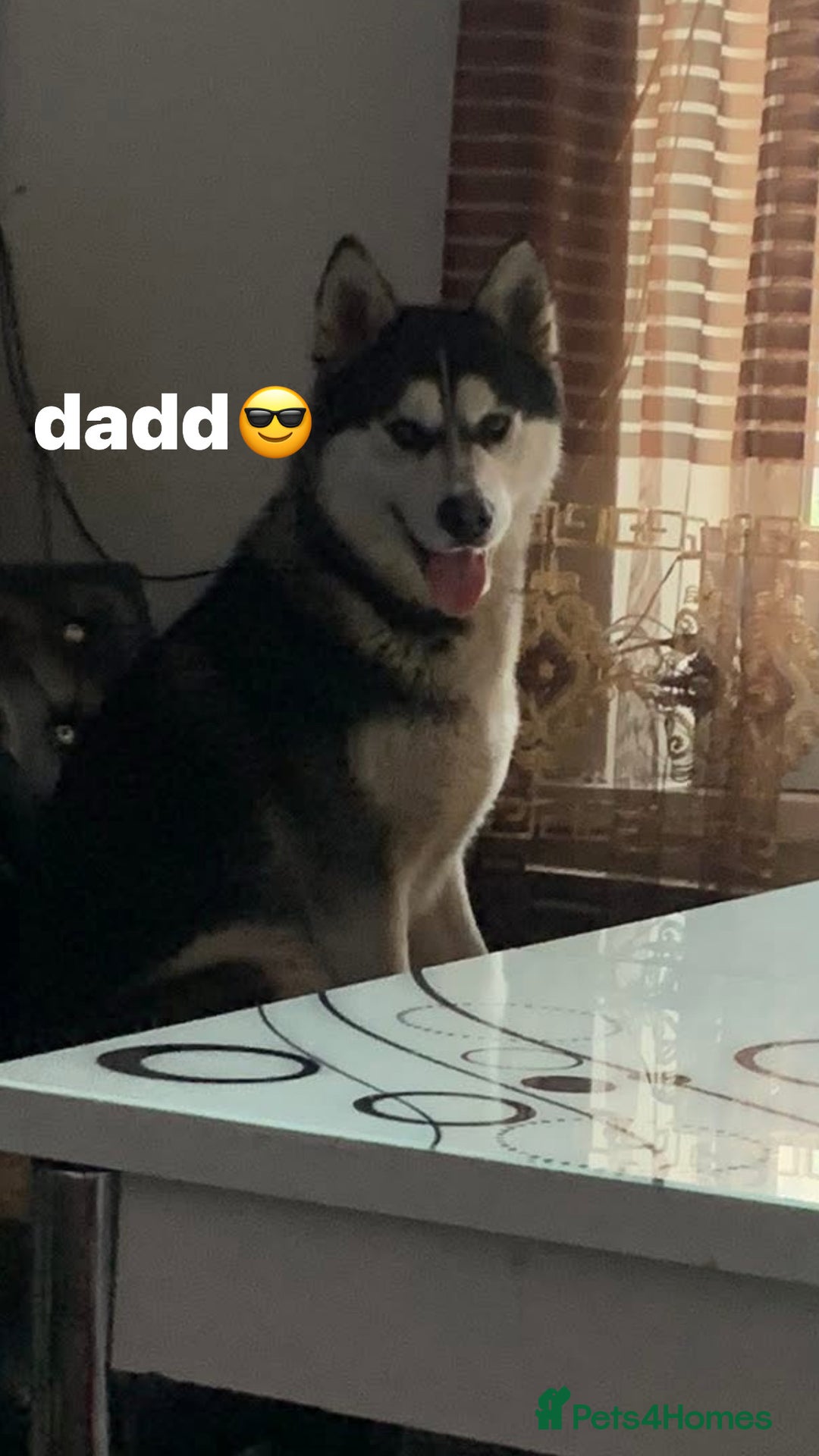 Huskita dogs for sale: akkita mix hussky - Image 1