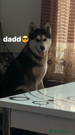 Huskita dogs - Advert 15