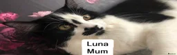 Mixed Breed cats for sale: Beautiful kittens - Advert 2