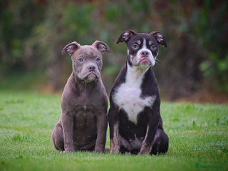 Old Tyme Bulldog dogs 23 years 5⭐️RATED LICENSED & REGISTERED - Advert 6