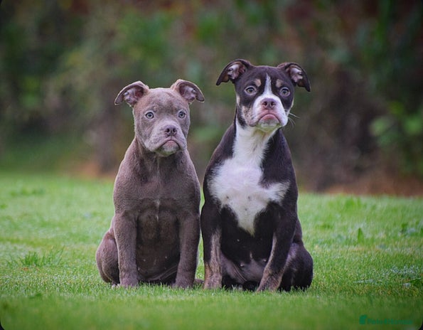 Old Tyme Bulldog dogs - Advert 4