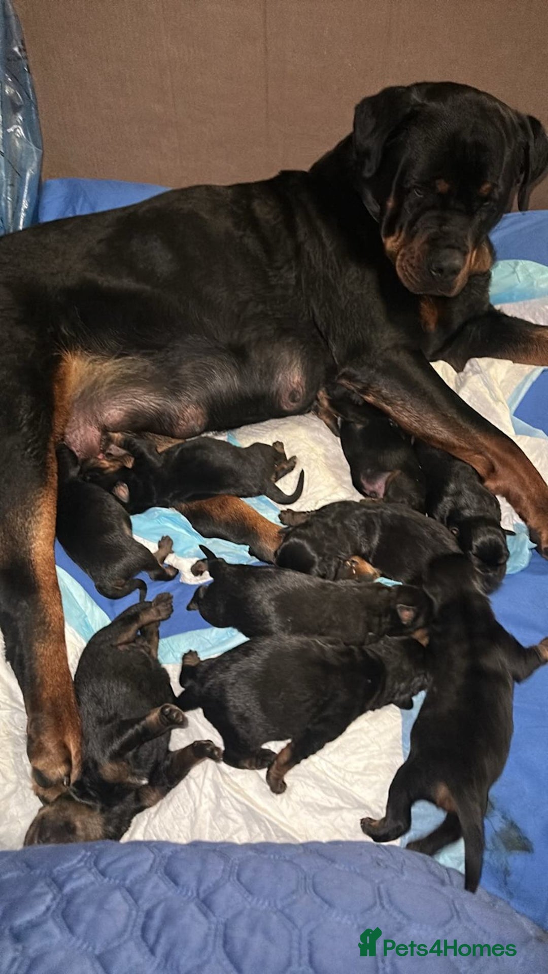 Rottweiler dogs for sale: Rottweiler Puppies with Pedigree Papers - Image 5