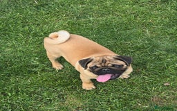 Pug dogs for sale: Stunning Apricot KC reg male pug - Image 11
