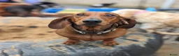 Dachshund dogs for sale: Chester is looking for a new home - Advert 5