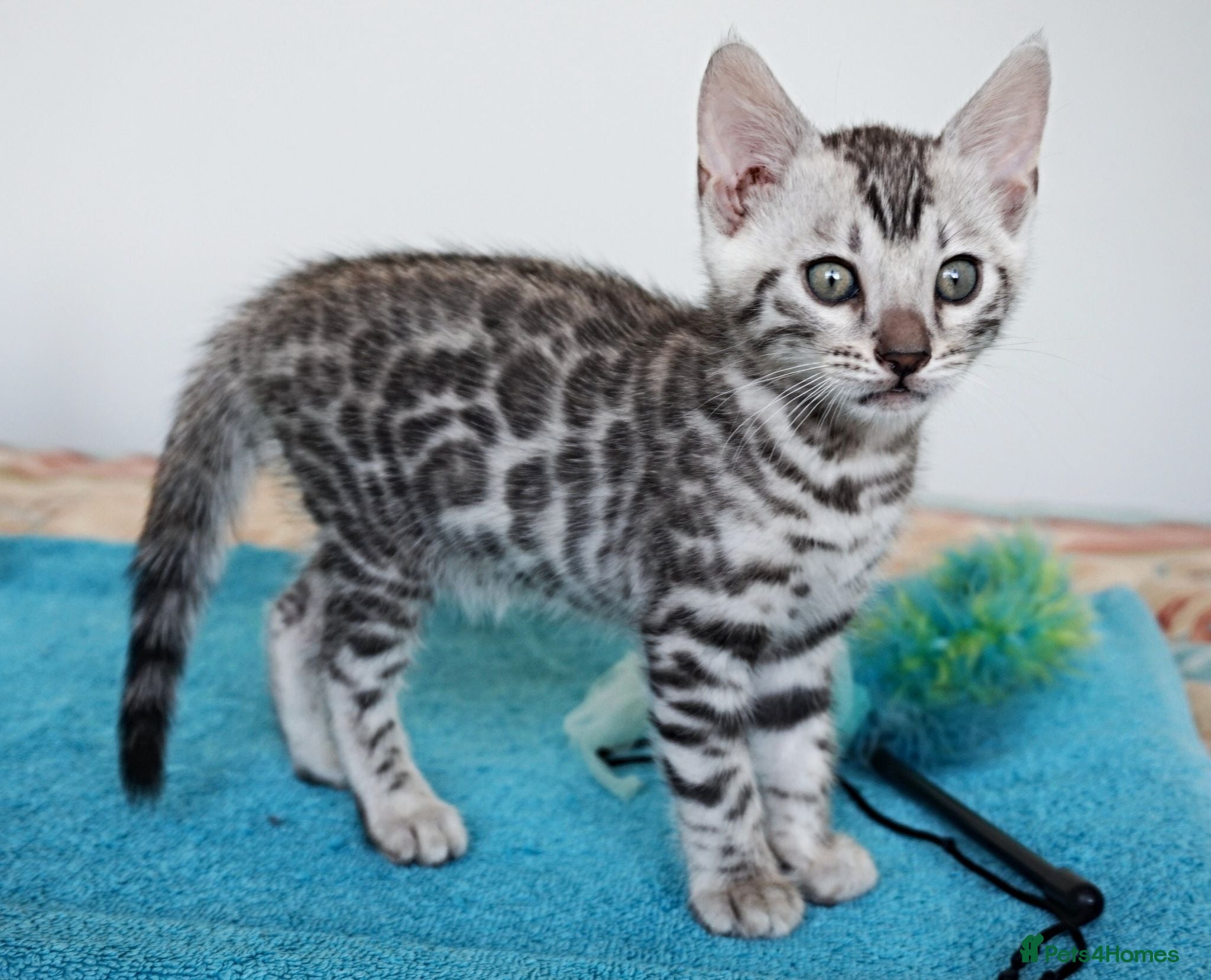Bengal cats Gorgeous Silver Black Rosette Bengal Boy Kitten - Advert 21