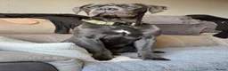 Cane Corso dogs for sale: Beautiful cane corso for sale  in Ilkeston - Advert 5