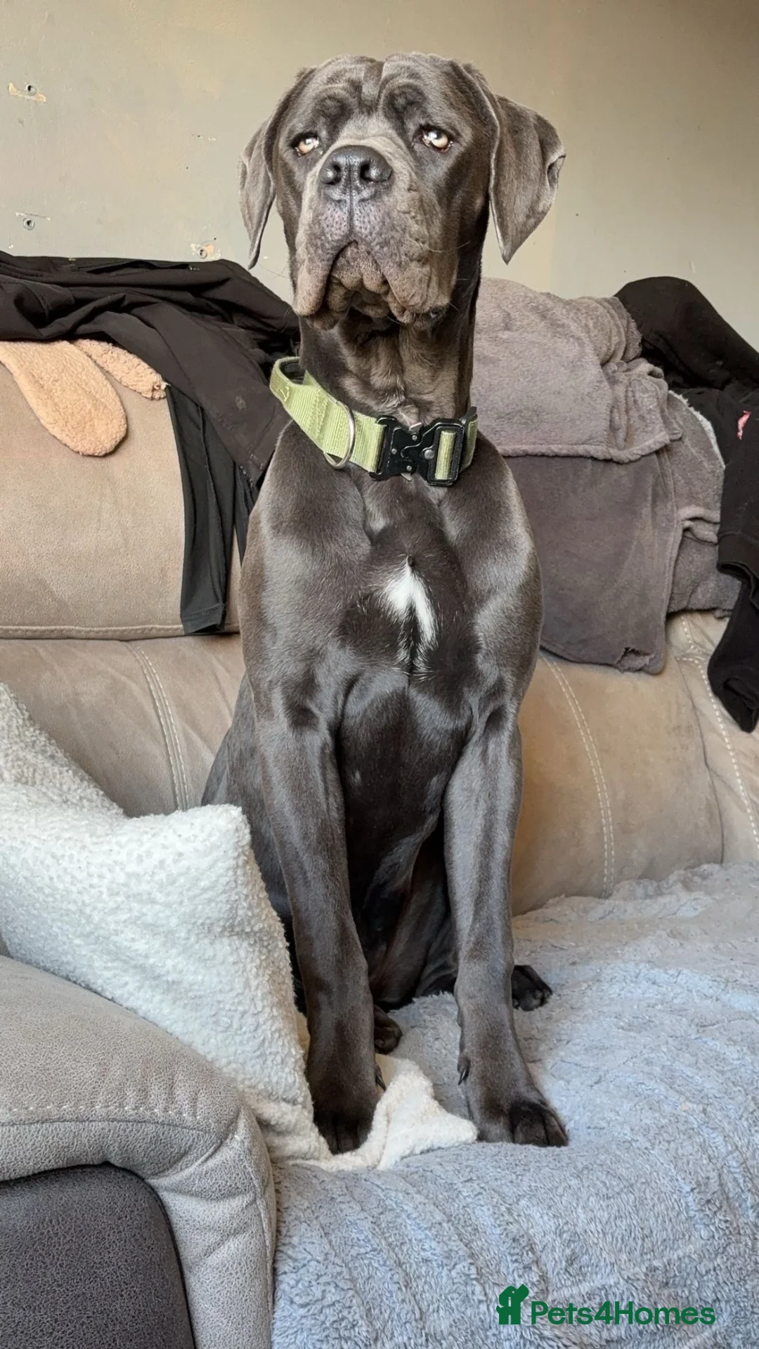 Cane Corso dogs for sale: Beautiful cane corso for sale  in Ilkeston - Advert 5