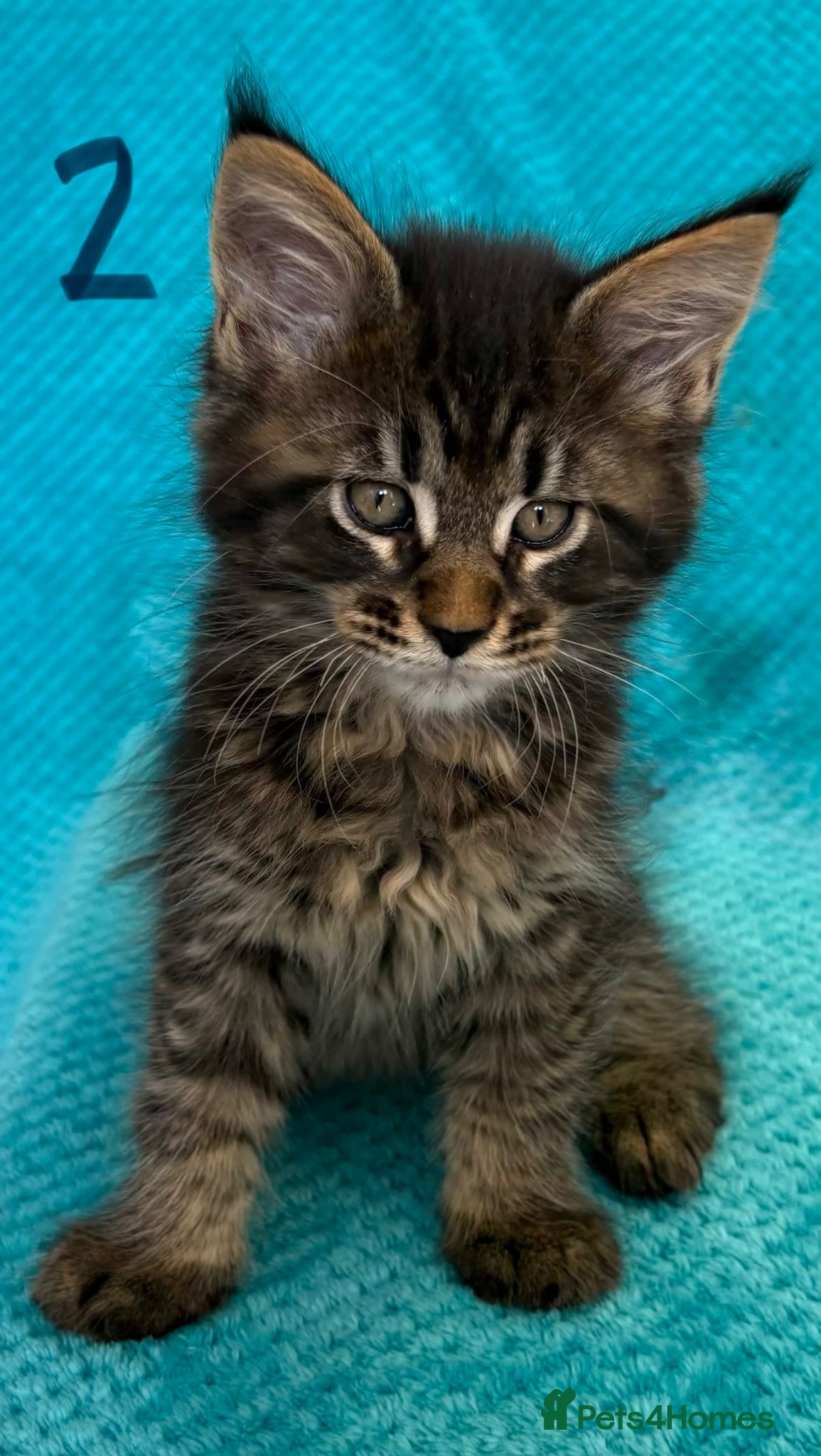 Maine Coon cats Perfect TICA Maine Coon kittens - Advert 16