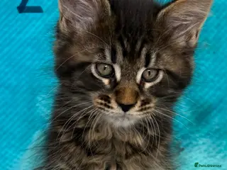 Maine Coon cats Perfect TICA Maine Coon kittens - Advert 16