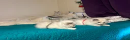 Ragdoll cats for sale: 6 beautiful ragdoll male kittens - Advert 3