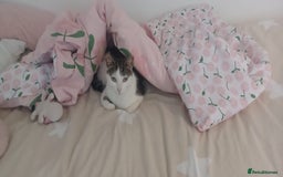 Mixed Breed cats for sale: Sweet Tigger is searching for her forever home - Image 4