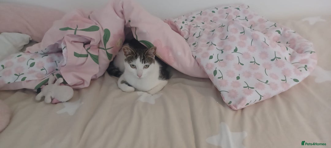 Mixed Breed cats for sale: Sweet Tigger is searching for her forever home - Image 4