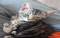Mixed Breed cats for sale: Last female kitten! - Image 2
