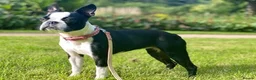 Boston Terrier dogs for stud: Boston Terrier required  - Advert 4