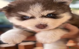 Pomsky dogs for sale: Champion bloodline f4 pomskys - Image 10