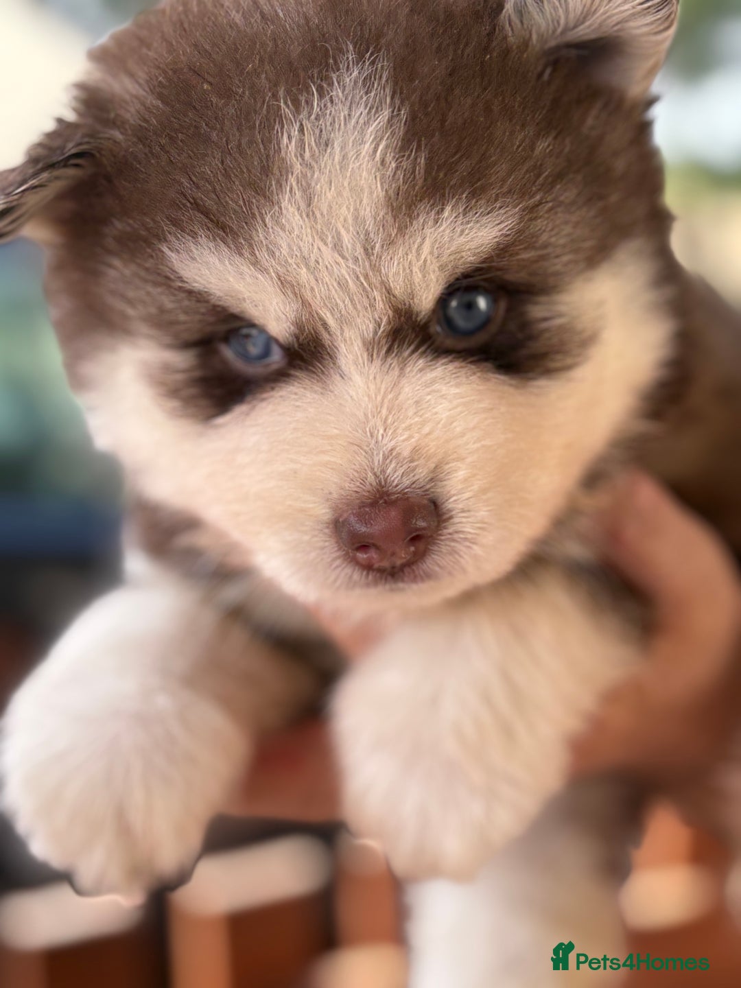 Pomsky dogs for sale: Champion bloodline f4 pomskys - Image 10