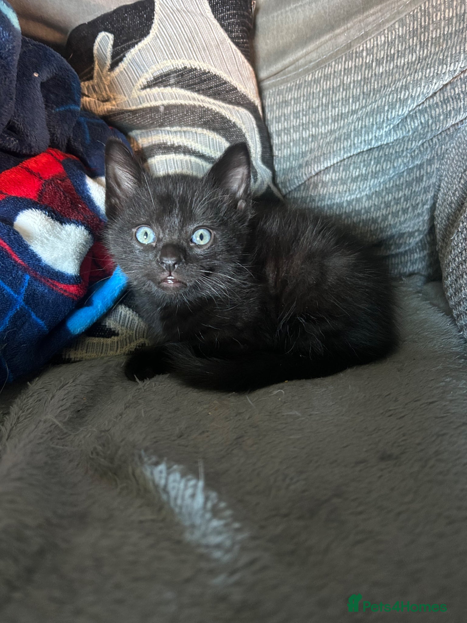 Domestic Shorthair cats One beautiful black boy left - Advert 6